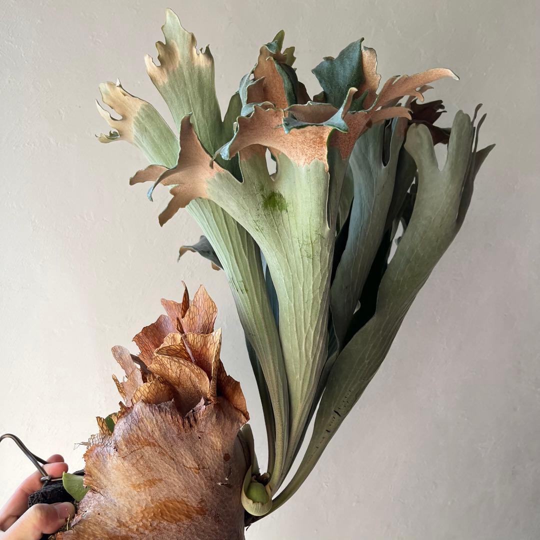 DK-6 オススメ ビカクシダ 子株 株分け 観葉植物