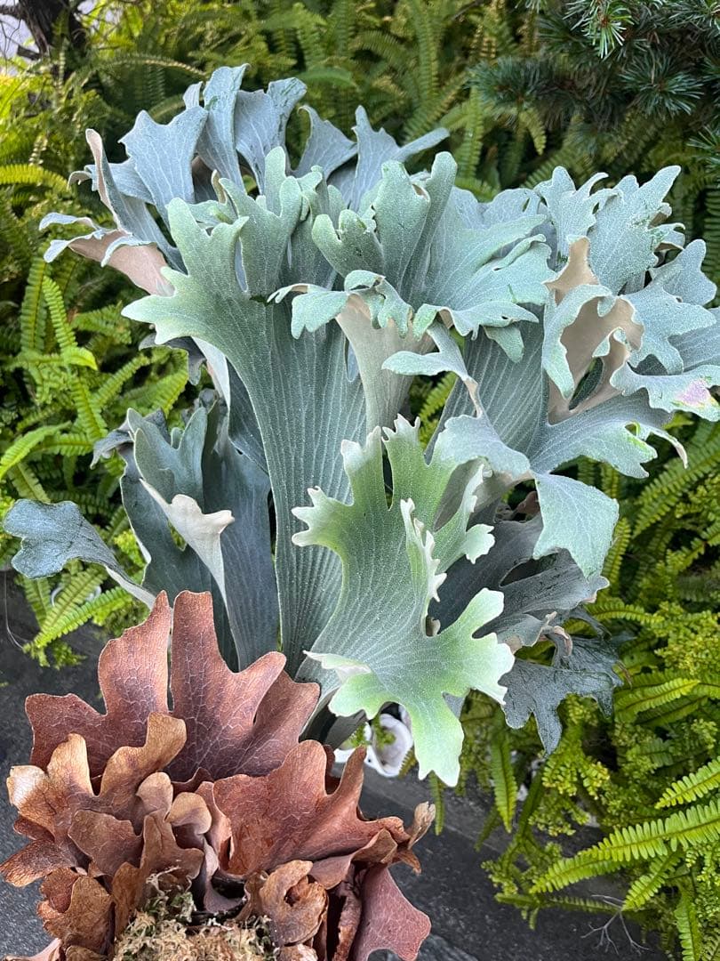 DK-6 オススメ ビカクシダ 子株 株分け 観葉植物