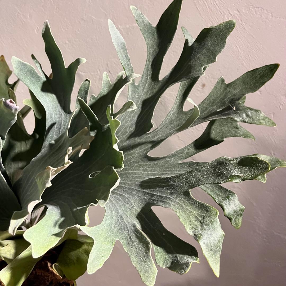 DK-6 オススメ ビカクシダ 子株 株分け 観葉植物