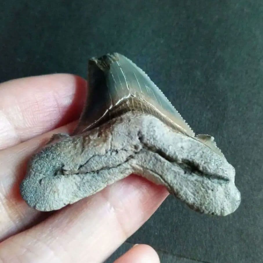 サメの歯化石　アングスティデンス　USA産　特大　希少種　極美麗