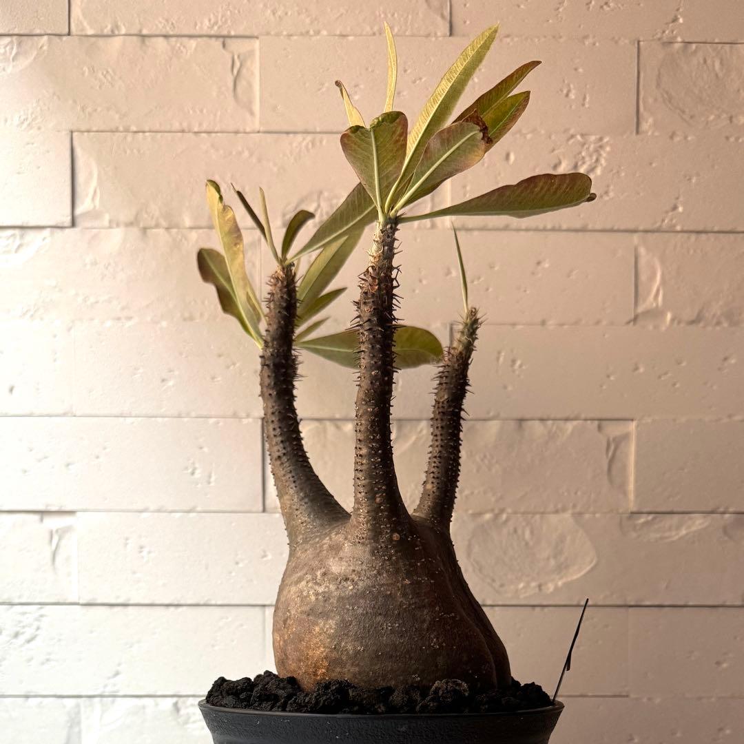 PG21 パキポディウム グラキリス 現地球 発根済