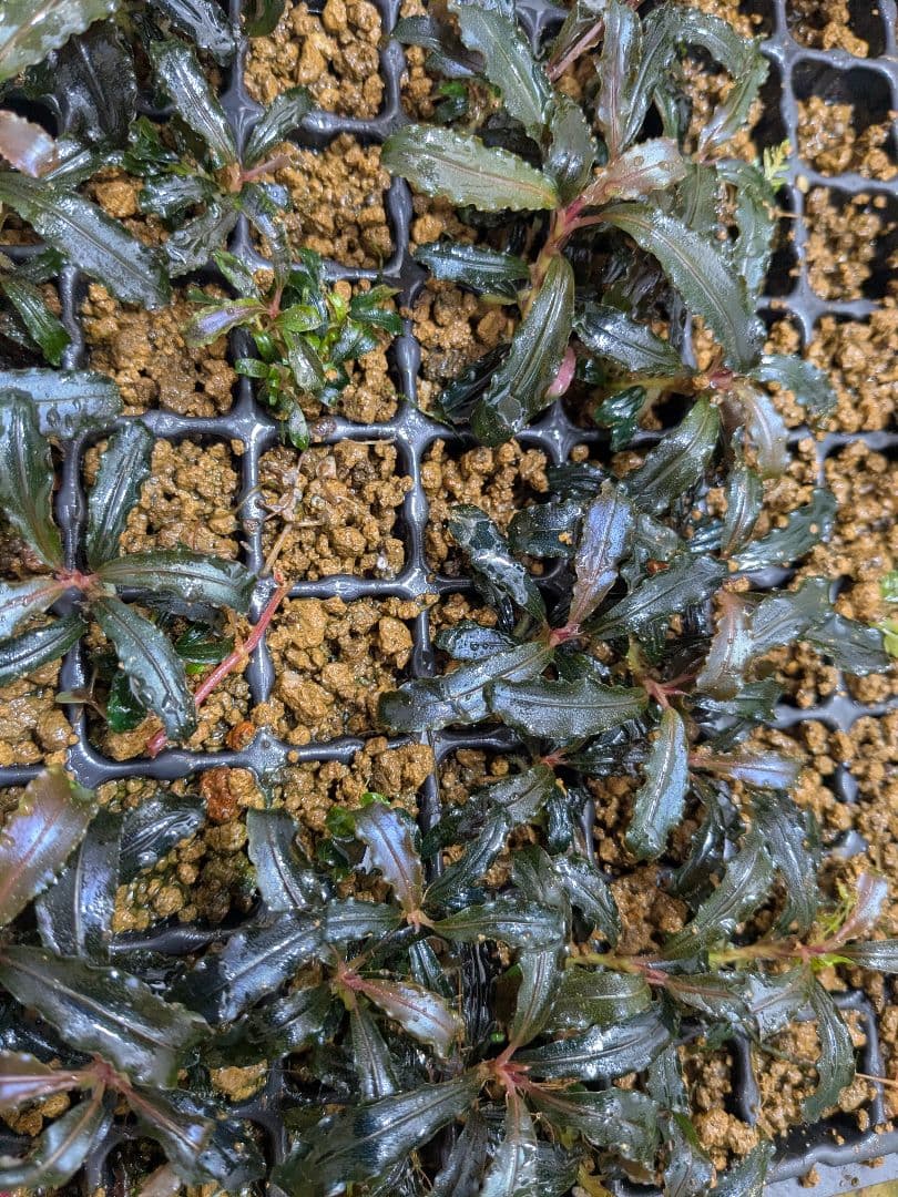 ブセファランドラ　クダガン　25株以上