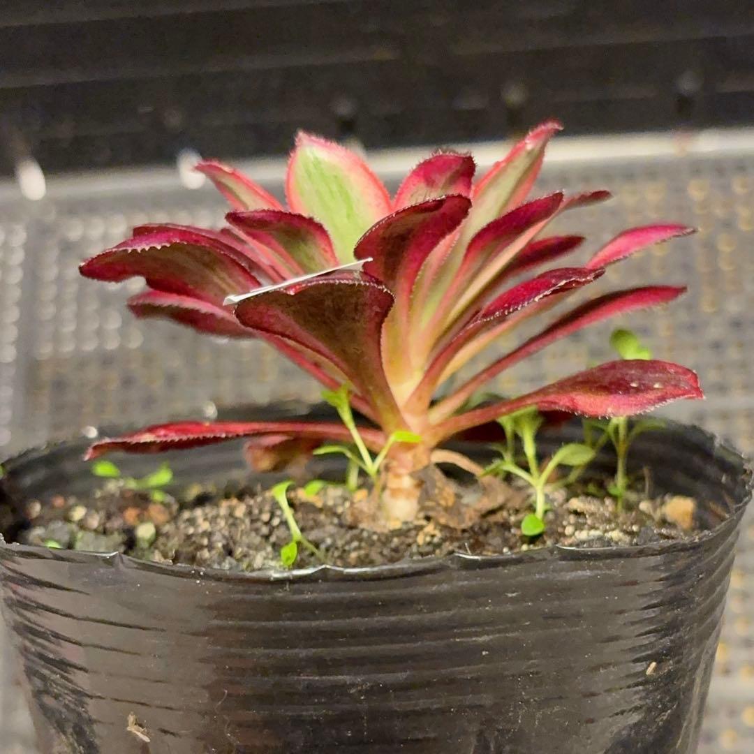 68 #多肉植物アエオニウム錦❤️リな錦❤️1大頭9cm拔き苗