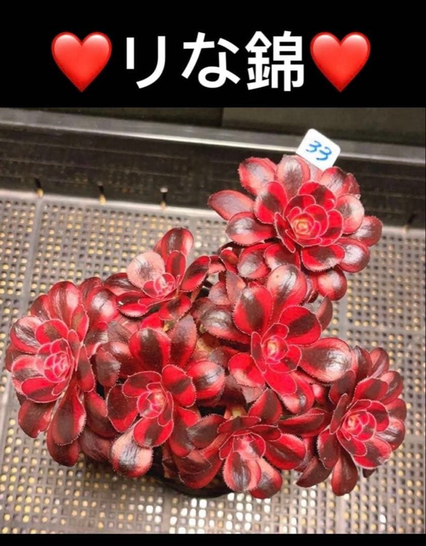 68 #多肉植物アエオニウム錦❤️リな錦❤️1大頭9cm拔き苗