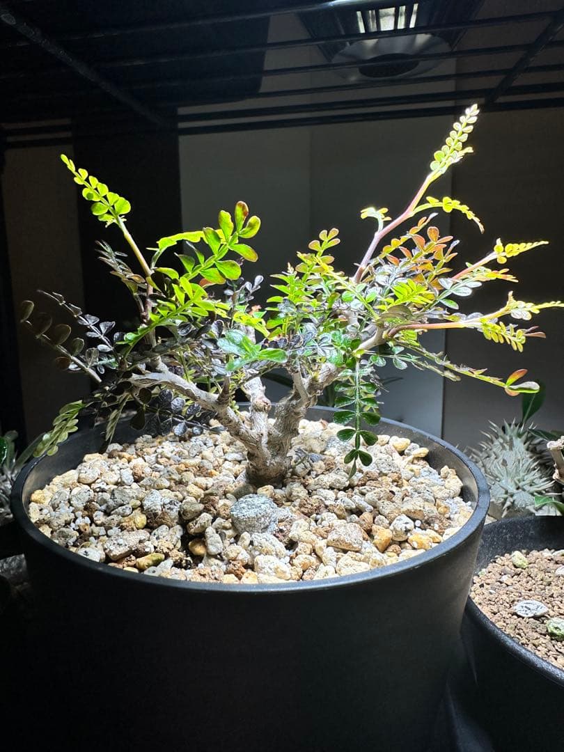 【樹形良好】 オペルクリカリア　パキプス　実生　4年