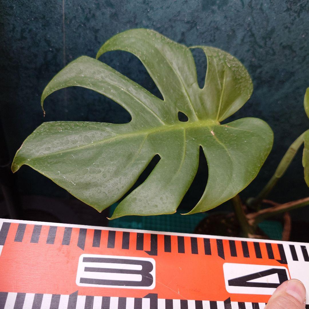 【美樹形】モンステラデリシオーサ　コンパクタ　本物ガチムチ穴あき　新葉割れ大