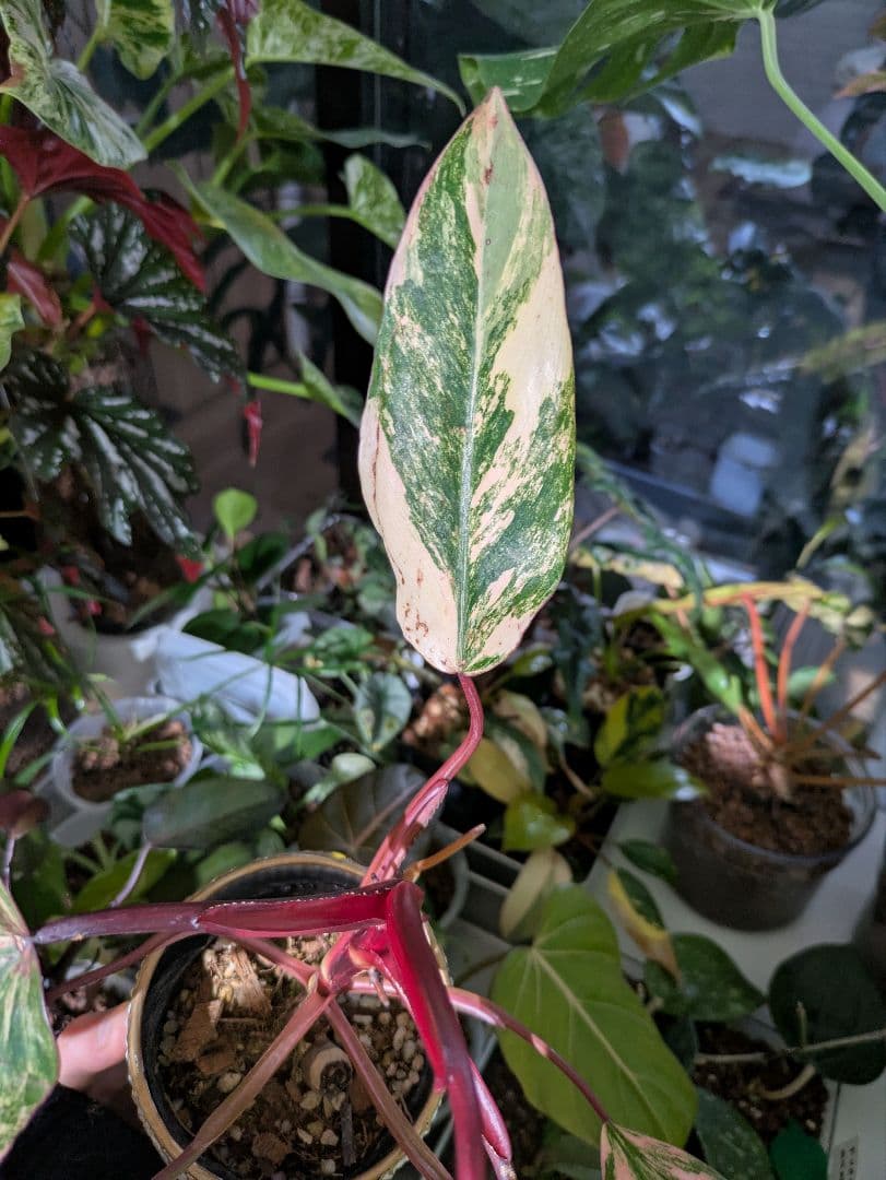 【美斑・極株】フィロデンドロン ストロベリーシェイク /メルカリ便