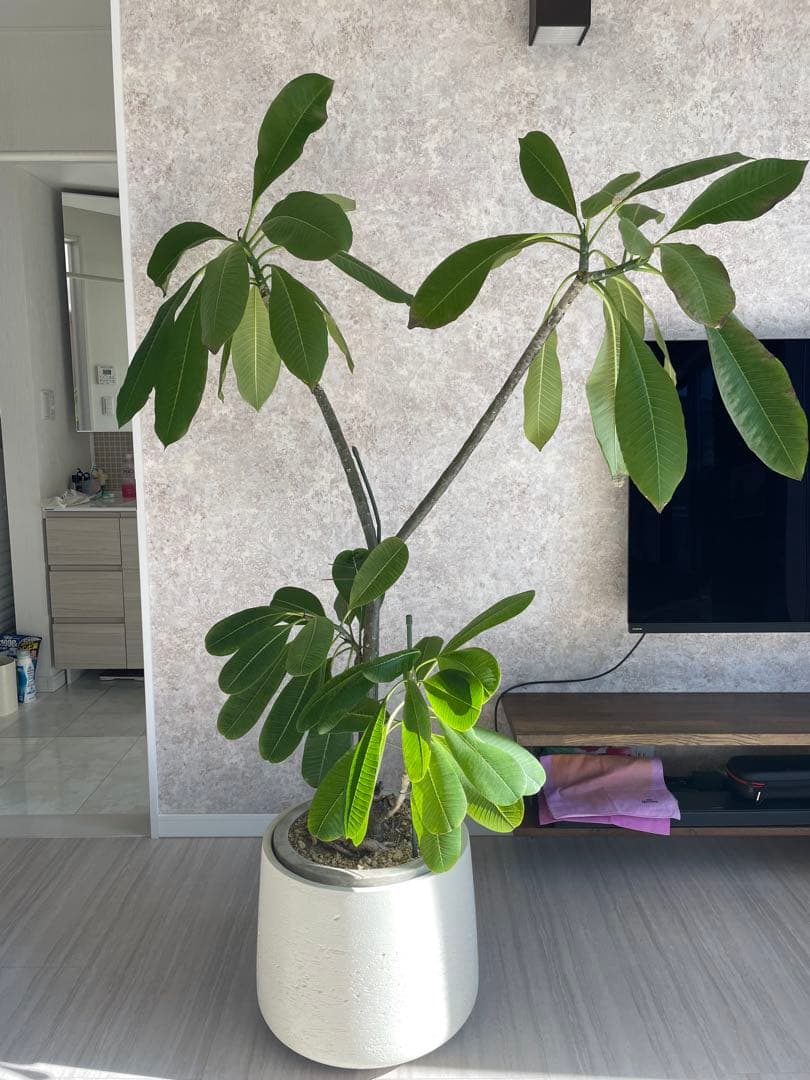 【最終値下げ】プルメリア　大型　鉢付き価格