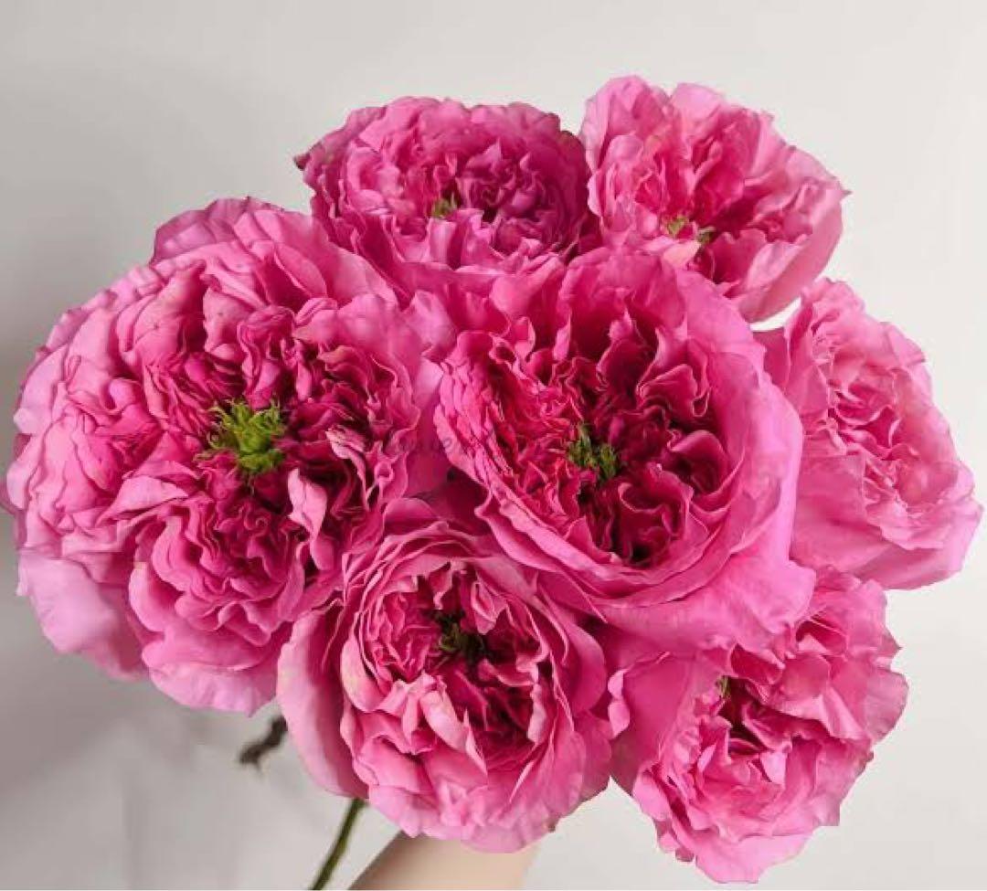 バラ苗　切りバラ苗　petr♡va