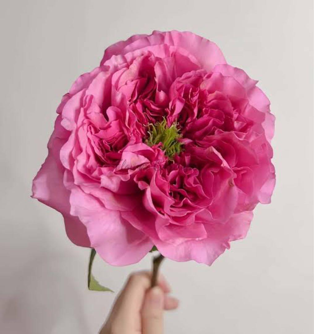 バラ苗　切りバラ苗　petr♡va