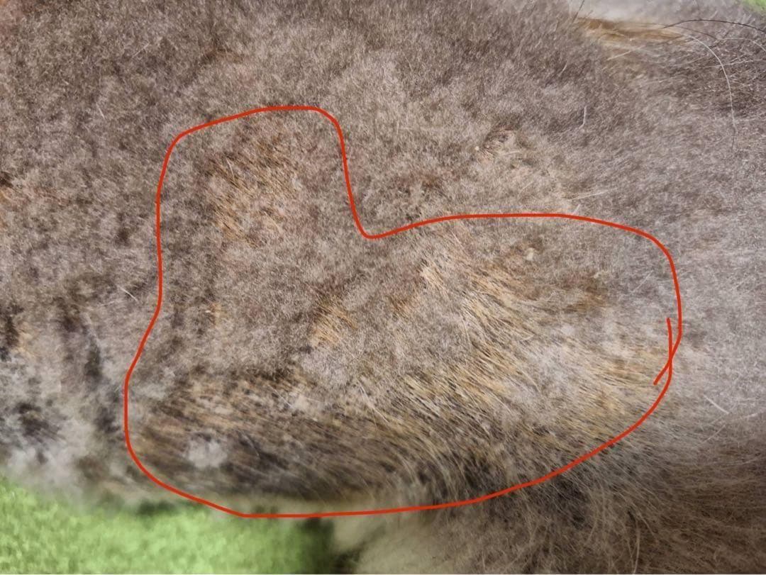 アニマストラス400g 新品未開封