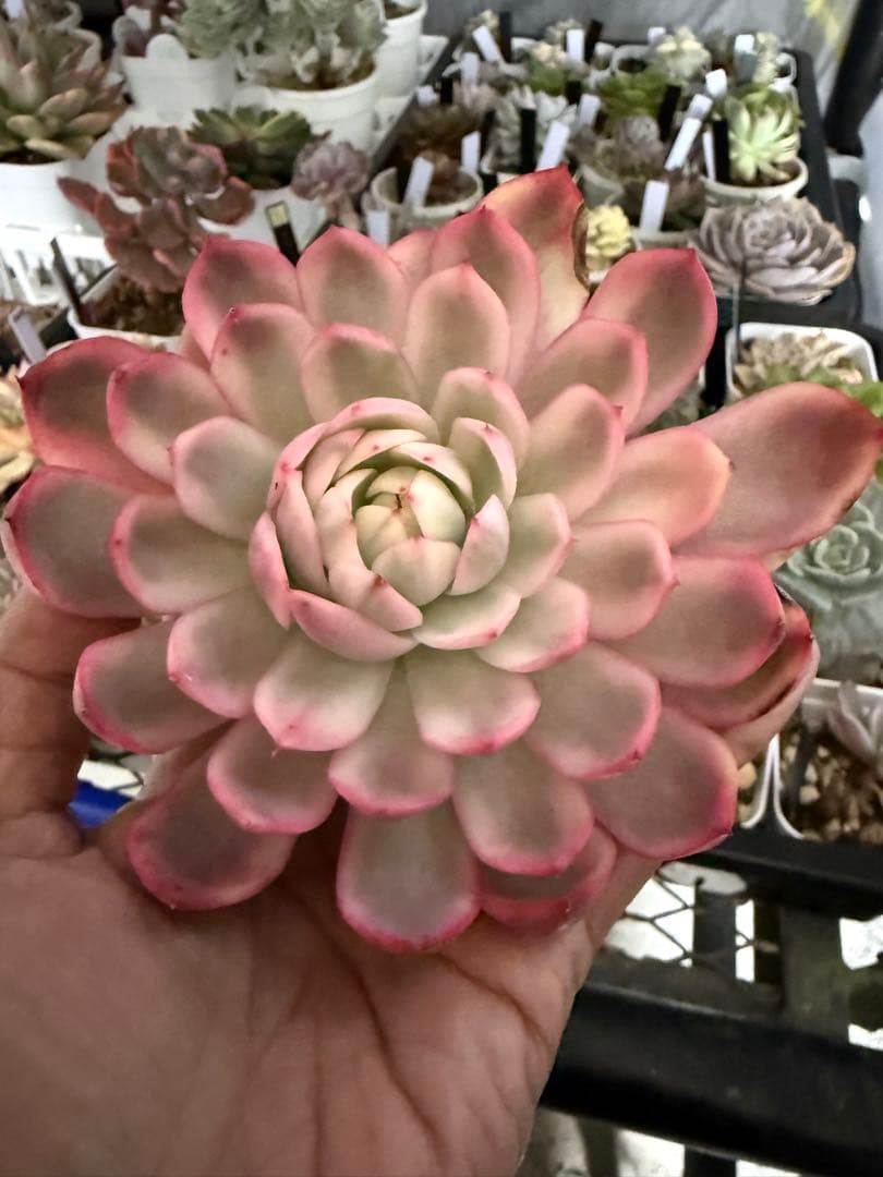 多肉植物　レア　ピンクブロリー錦　輸入苗　カット苗✨美斑✨