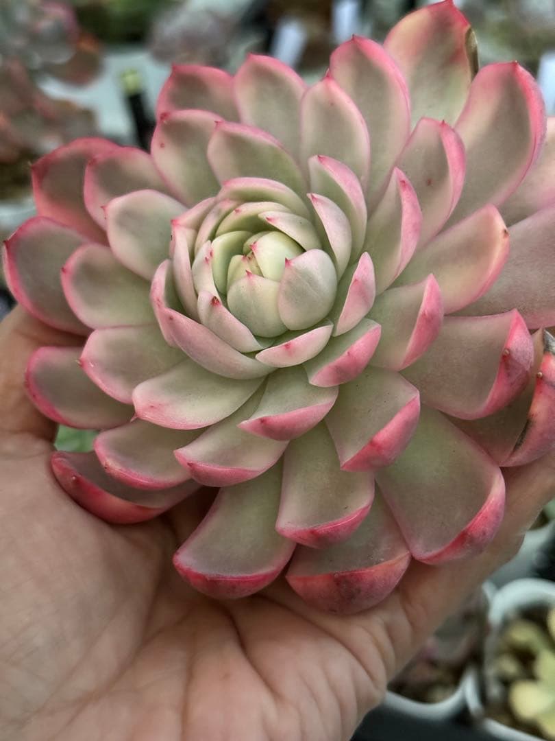 多肉植物　レア　ピンクブロリー錦　輸入苗　カット苗✨美斑✨