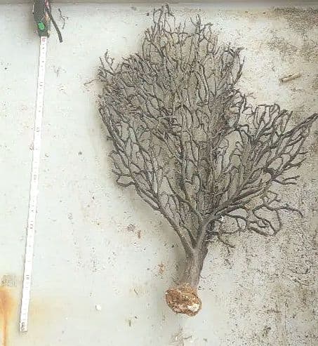ウミウチワ 30本