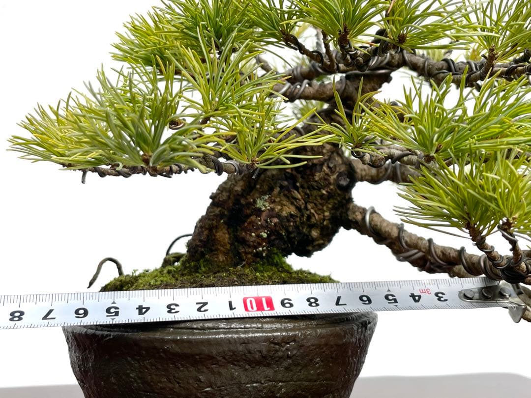 三河盆栽　石鎚五葉松　盆栽　松泉鉢