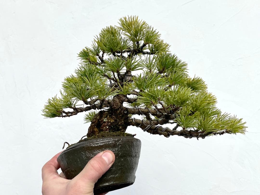 三河盆栽　石鎚五葉松　盆栽　松泉鉢