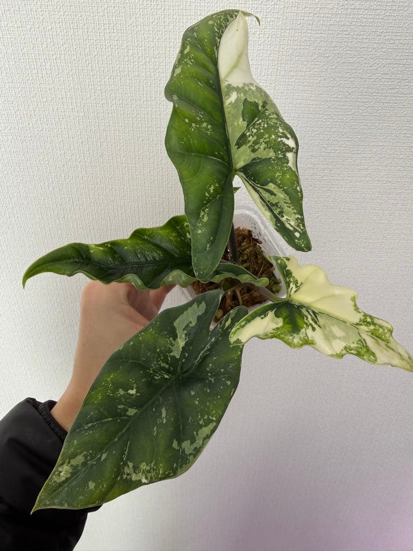 アロカシア　シンポバリエガータ変異個体とバンビーノピンク