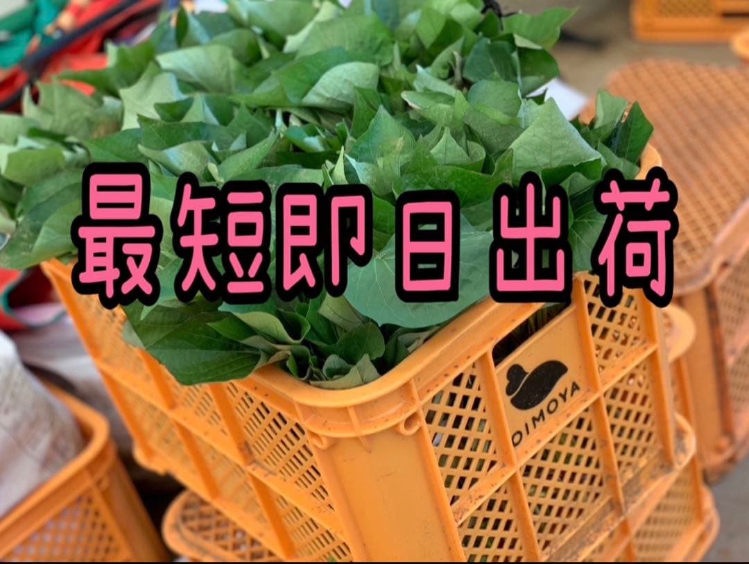 【予約受付中】紅はるか苗☆ウイルスフリー 1,400本 5月上旬から発送開始