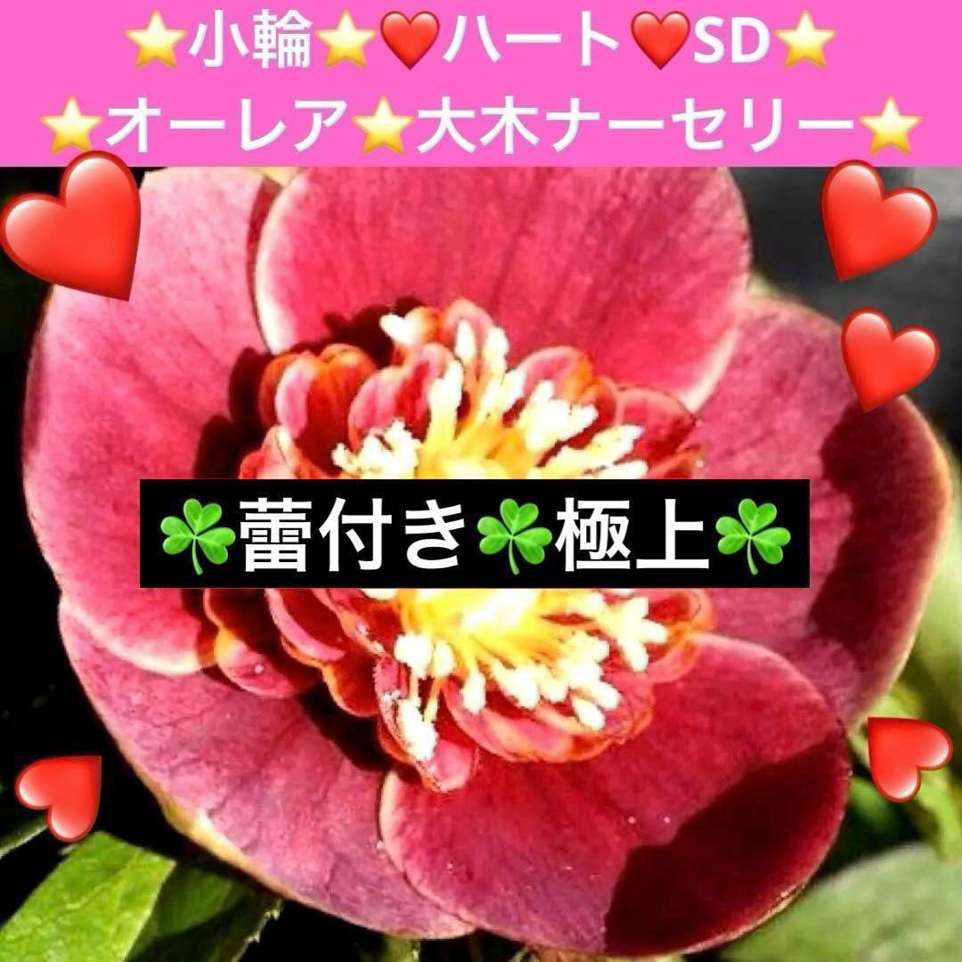 r*o様 3490☘️蕾花付き☘️極上☘️⭐️小輪⭐️ ハートSD⭐️オーレア⭐