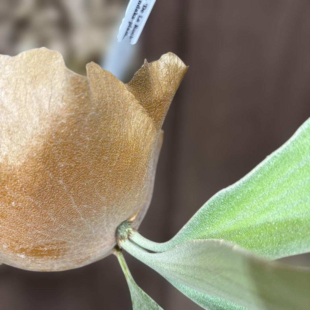 ビカクシダ　デラロッチャ（vandaka）　P. FSQ（vp#2)