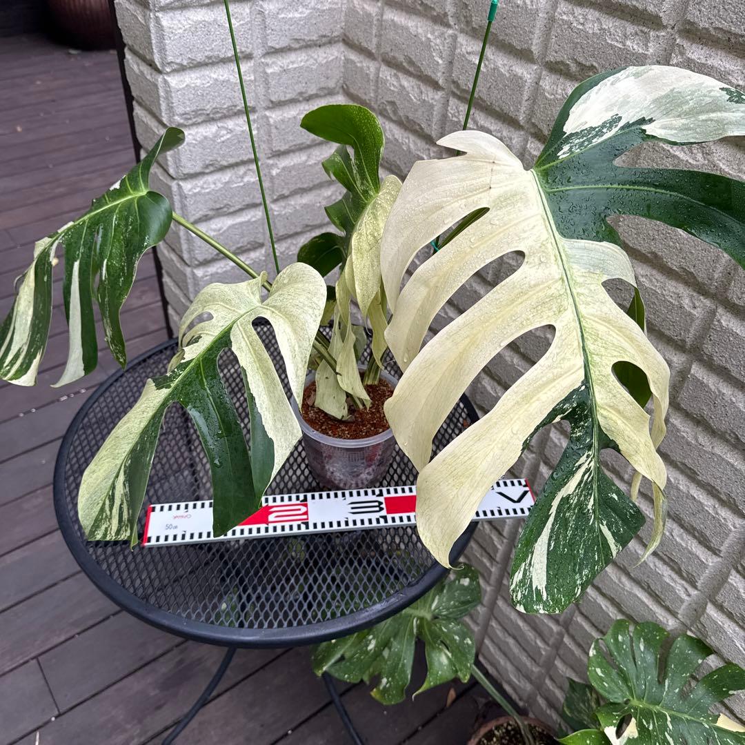 ＊モンステラ＊ミント＊Monstera＊Mint＊