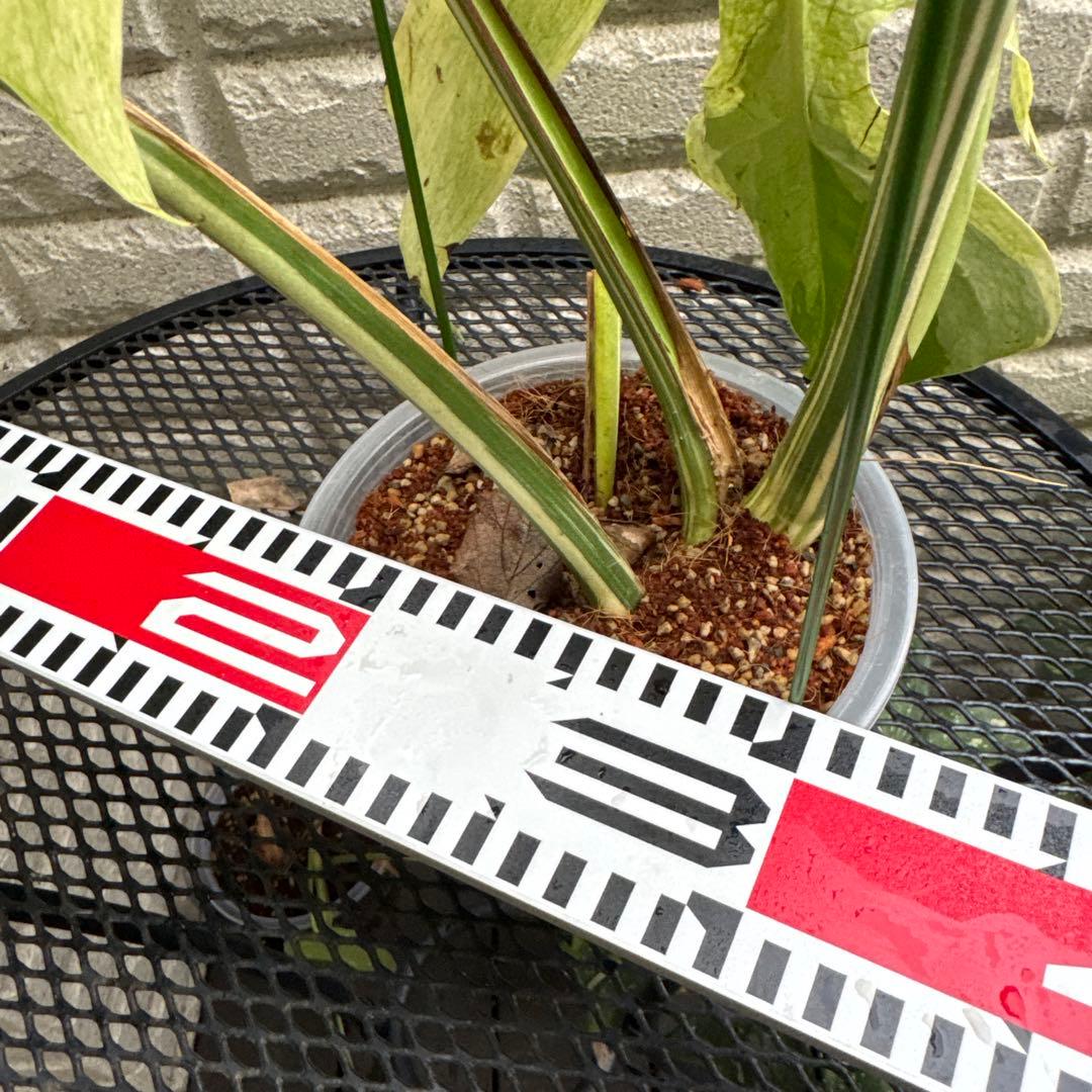 ＊モンステラ＊ミント＊Monstera＊Mint＊