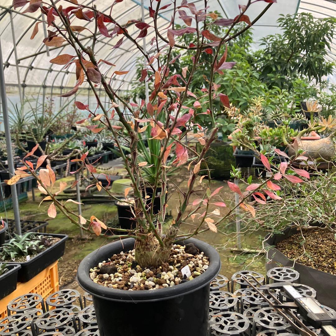 フォークイエリア ファシクラータ