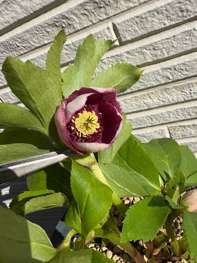 クリスマスローズ　カップ咲き　リバーシブル　セミダブル　ホワイト/ディープレッド