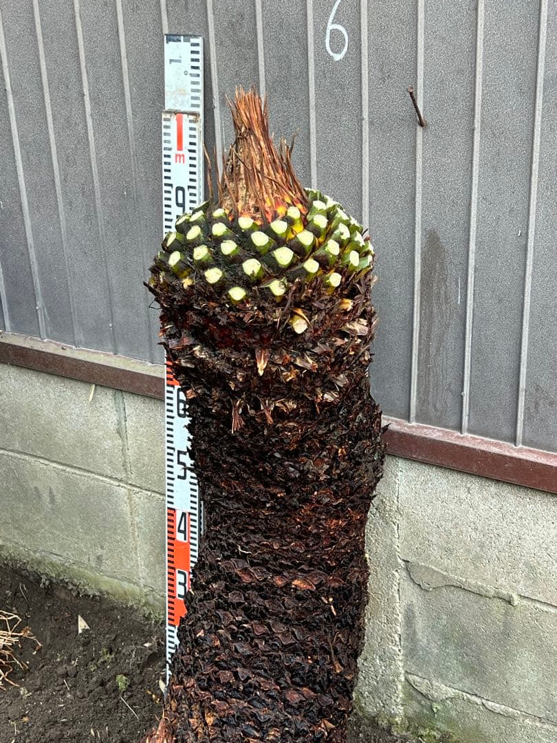 OHANA　ソテツ　極太株　送料込価格