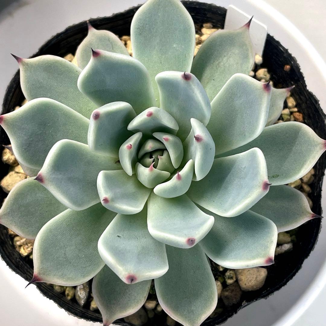 札付き！　超美株！　ミックスベリア　そわそわ　第4種抜き苗発送