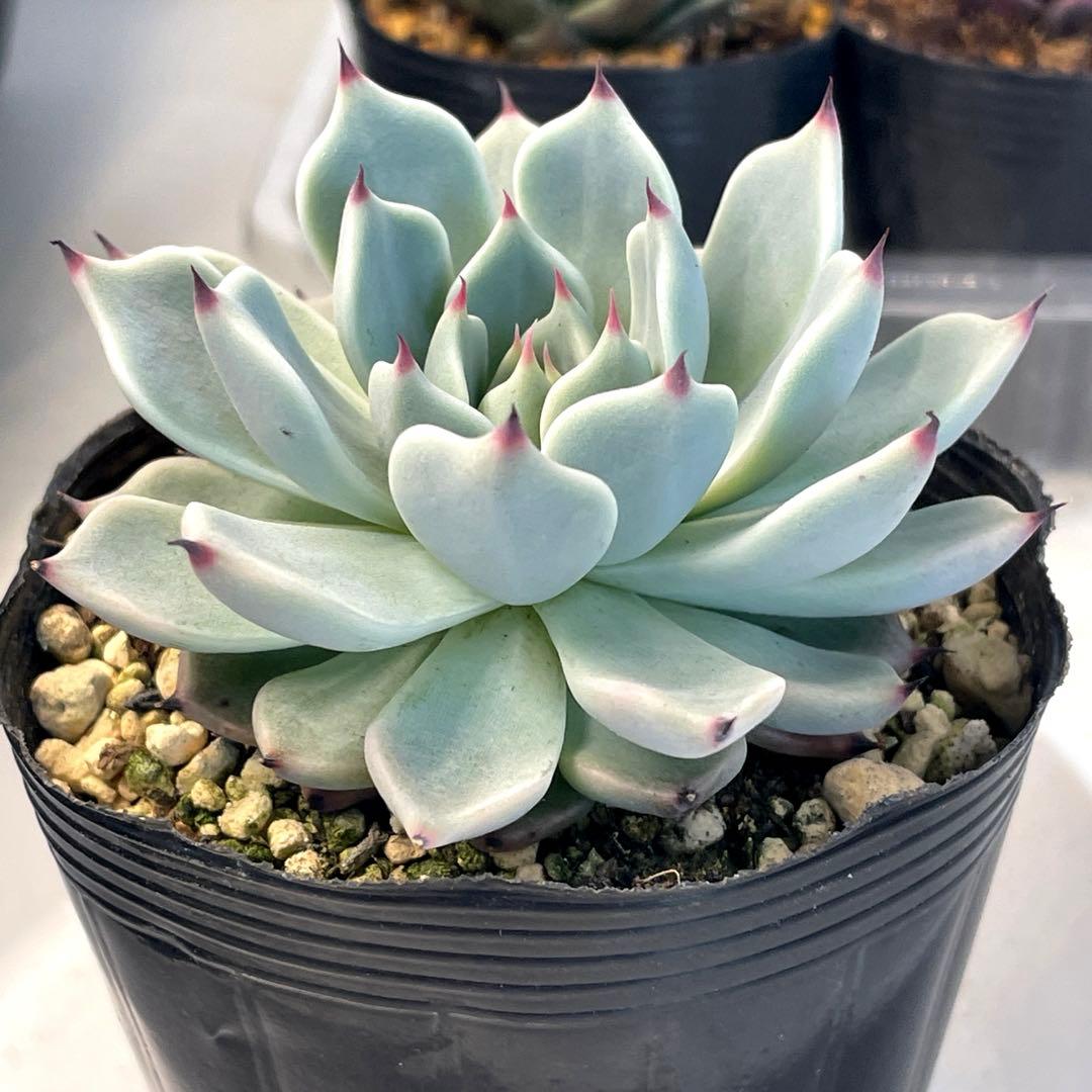 札付き！　超美株！　ミックスベリア　そわそわ　第4種抜き苗発送