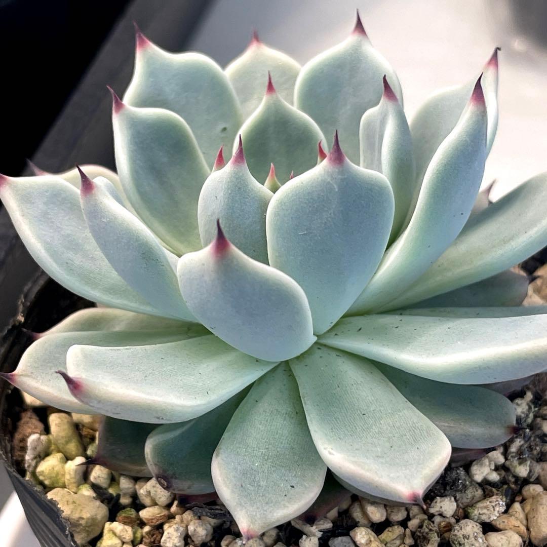 札付き！　超美株！　ミックスベリア　そわそわ　第4種抜き苗発送