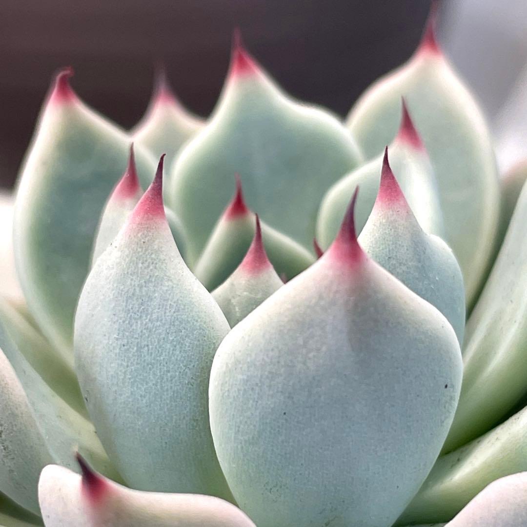 札付き！　超美株！　ミックスベリア　そわそわ　第4種抜き苗発送