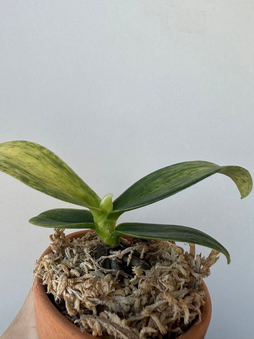 【 名護蘭 】希少‼️神秘　340