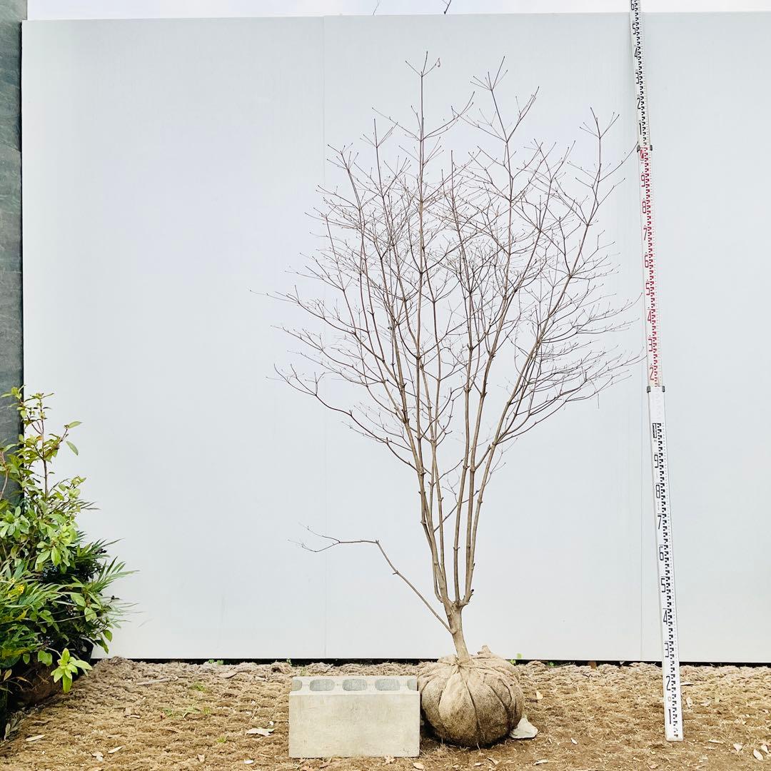 山採り　ドウダンツツジ　白花/ 17