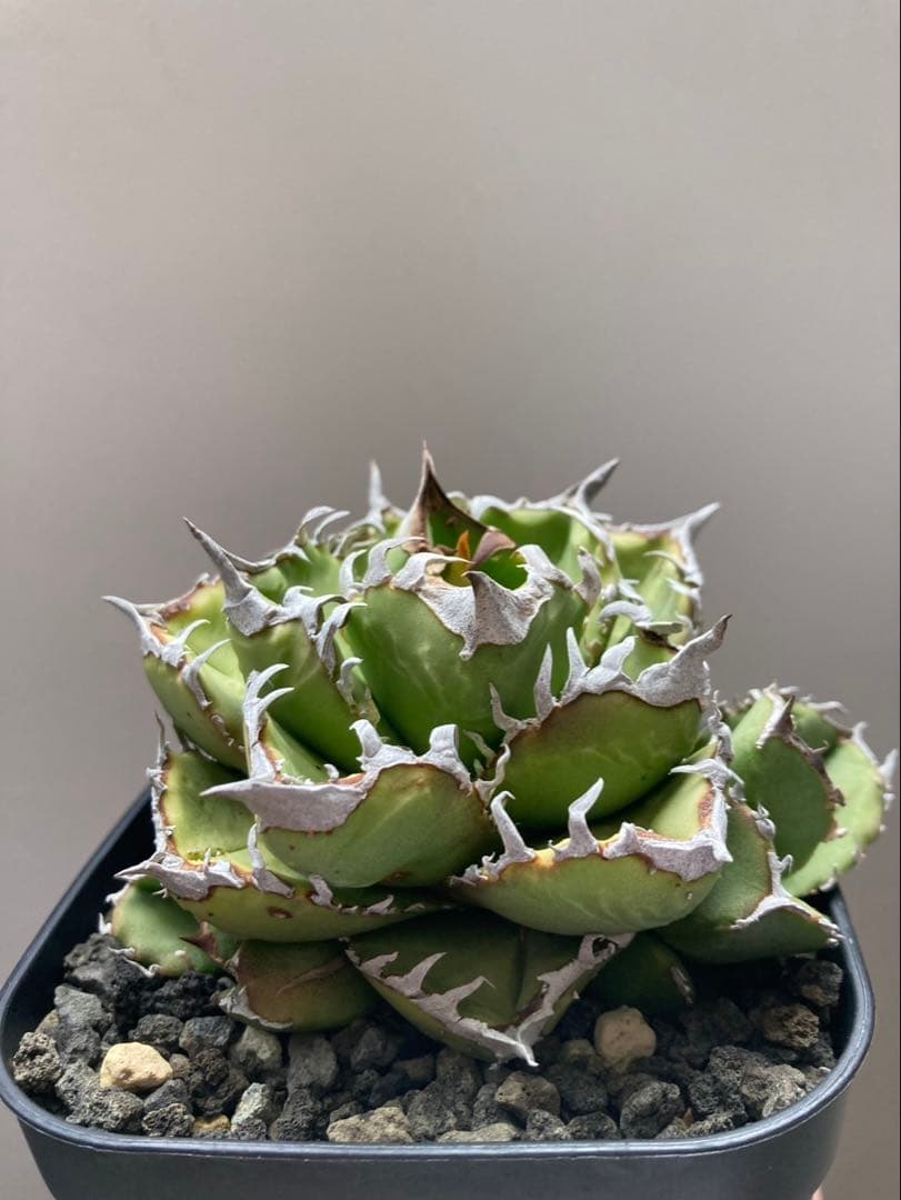 メル64168さま専用！！ アガベ　チタノタ　キング　皇冠　コレクション株　親株