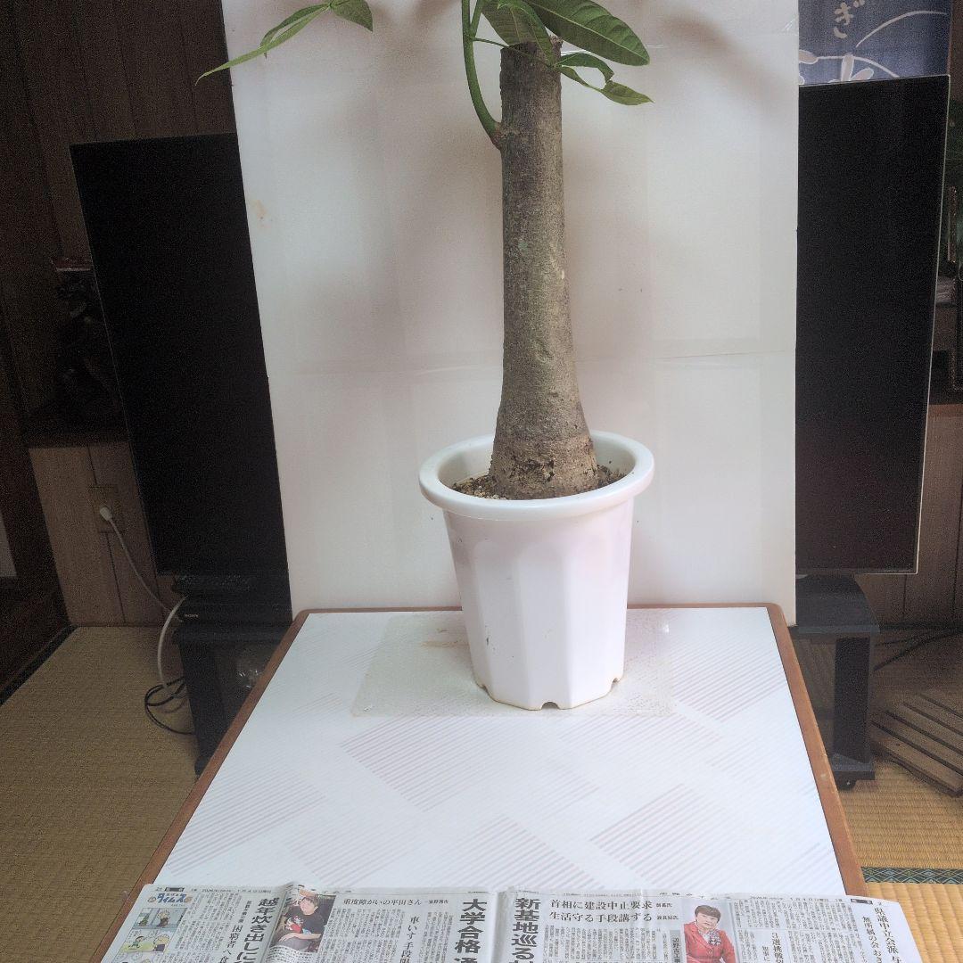 パキラ 大型。観葉植物。鉢ごと無料で発送致します。 。