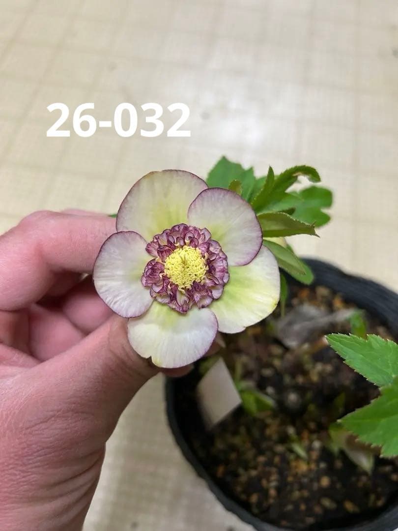 多弁イルミリオン交配 加藤農園 クリスマスローズ 同梱可能