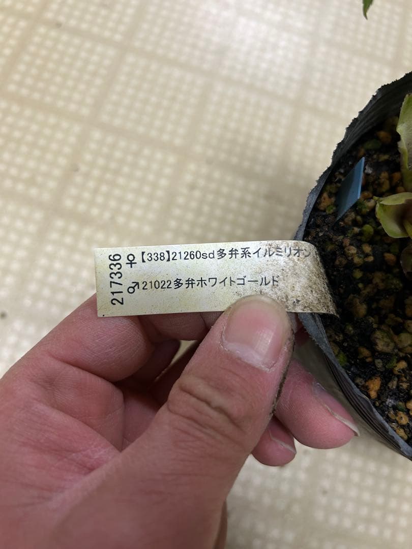 多弁イルミリオン交配 加藤農園 クリスマスローズ 同梱可能