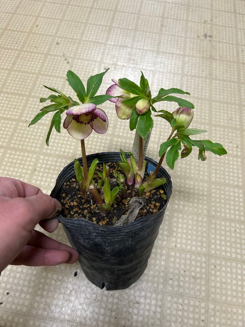 多弁イルミリオン交配 加藤農園 クリスマスローズ 同梱可能