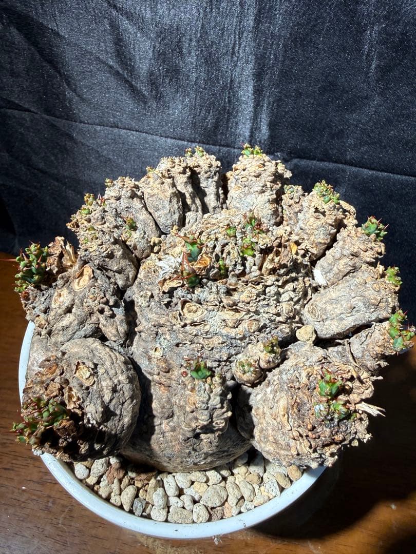 ②発根済み　ユーフォルビア　クラビゲラ