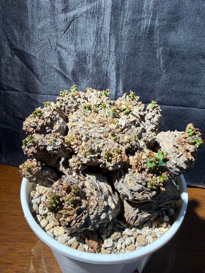 ②発根済み　ユーフォルビア　クラビゲラ