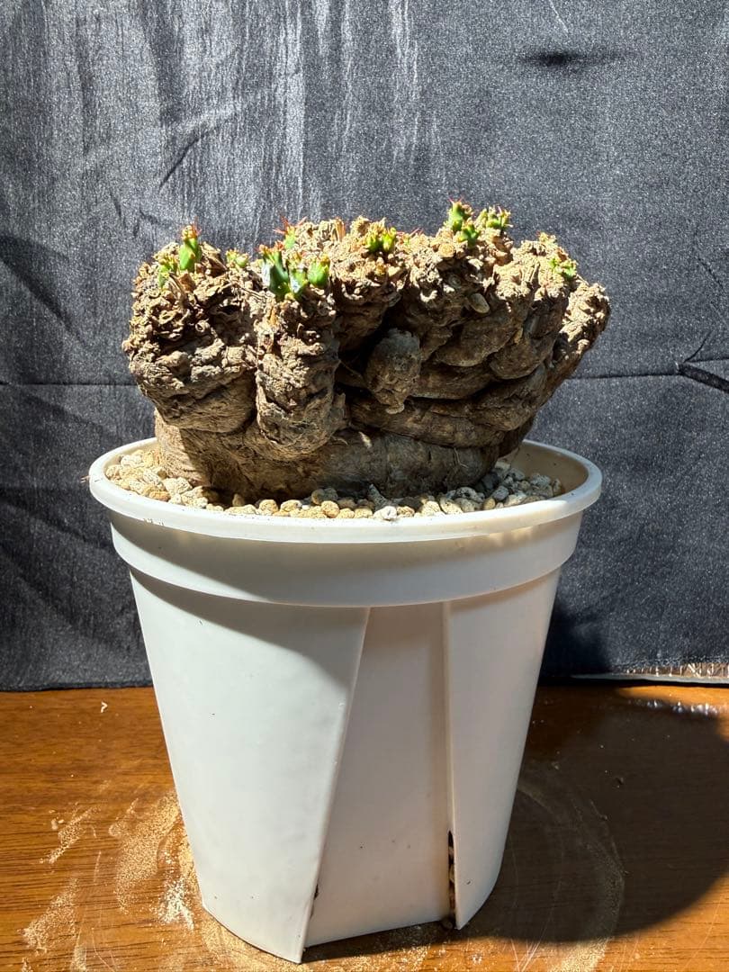 ②発根済み　ユーフォルビア　クラビゲラ