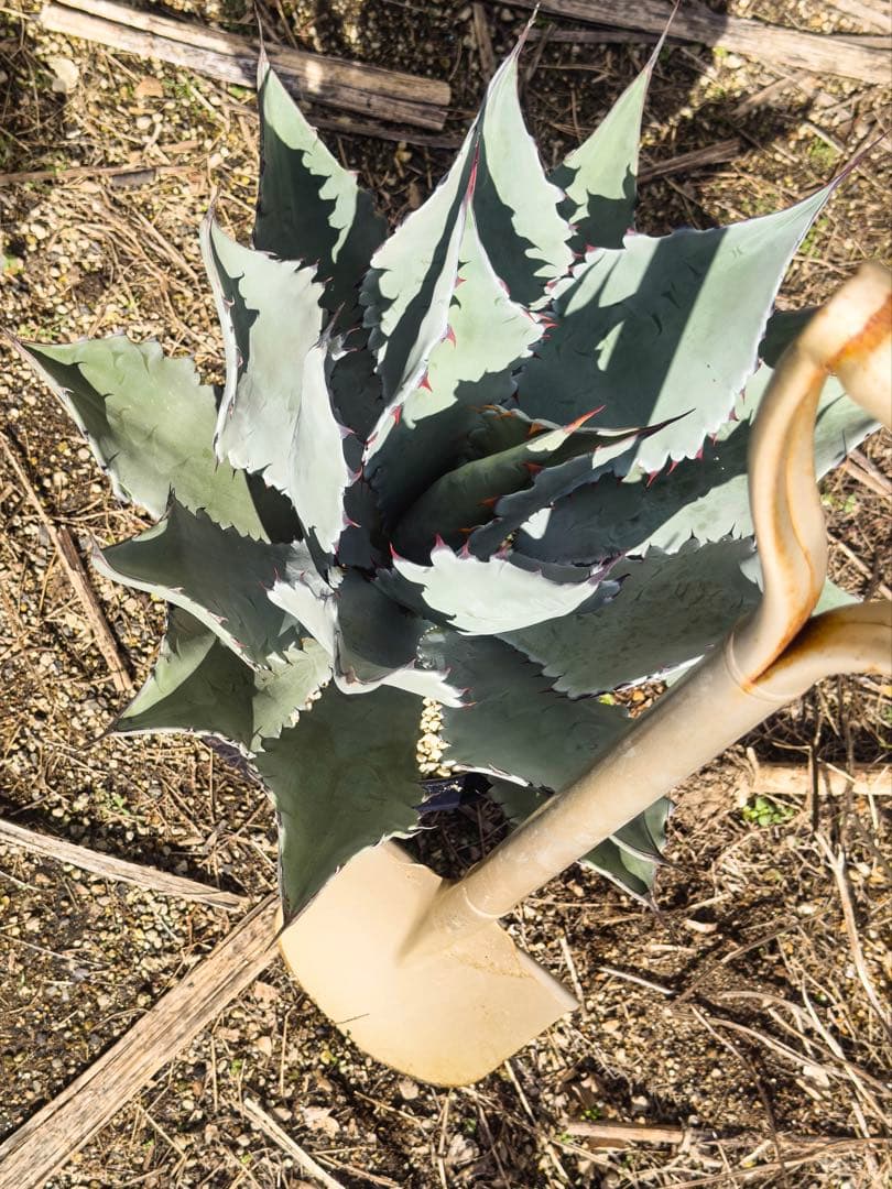 『引き取り限定』コロラータ　ハイブリッド　大苗