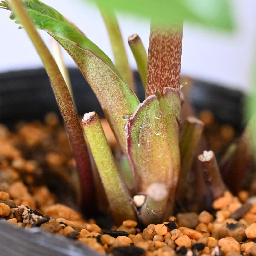 クリスマスローズ 多弁ホワイト 開花株