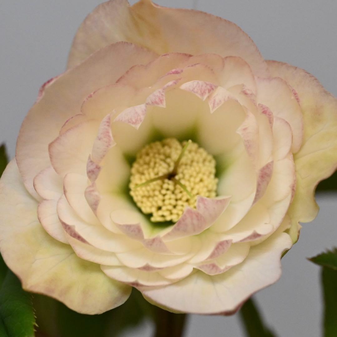 クリスマスローズ 多弁ホワイト 開花株