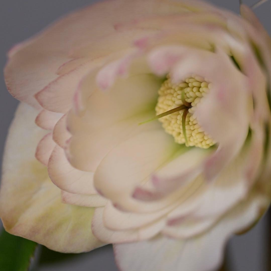 クリスマスローズ 多弁ホワイト 開花株