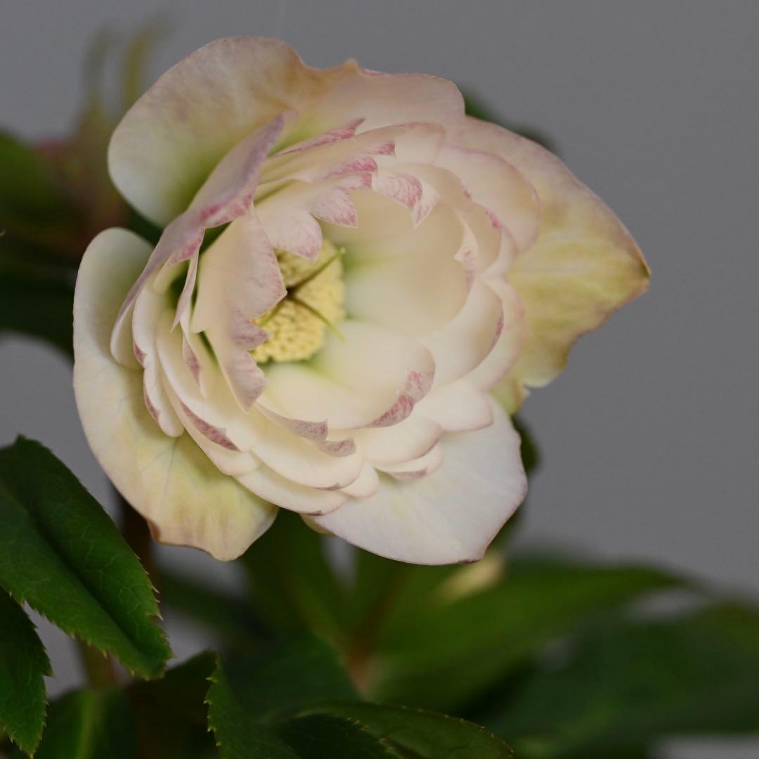 クリスマスローズ 多弁ホワイト 開花株