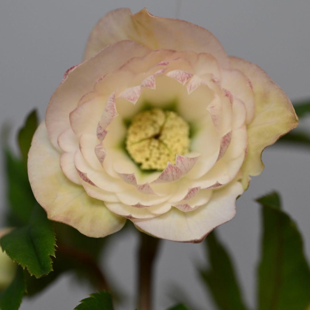 クリスマスローズ 多弁ホワイト 開花株