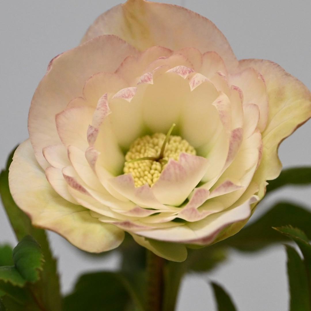 クリスマスローズ 多弁ホワイト 開花株